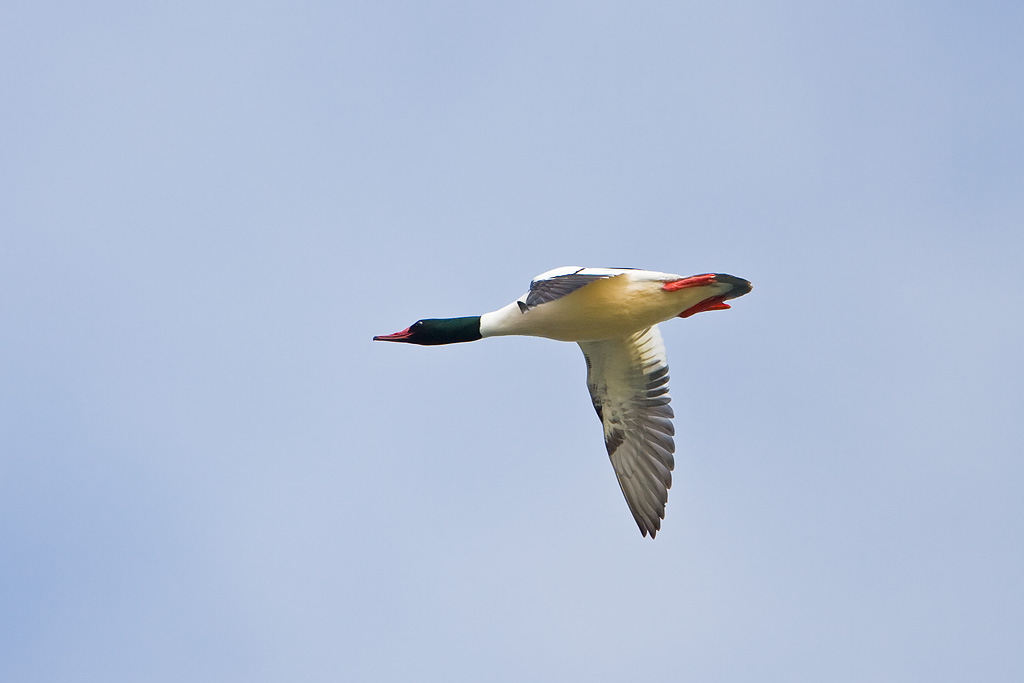 Common Merganser (Mergus merganser)