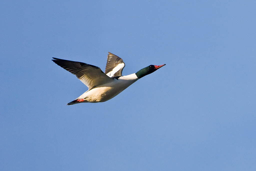 Common Merganser (Mergus merganser)