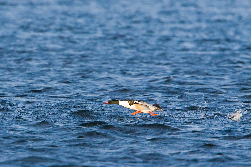 Common Merganser (Mergus merganser)