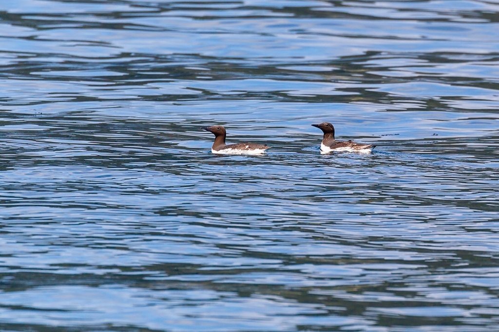 Common Murre (Uria aalge)