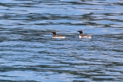 Common Murre (Uria aalge)