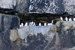 Common Murre (Uria aalge)