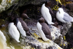 Common Murre (Uria aalge)