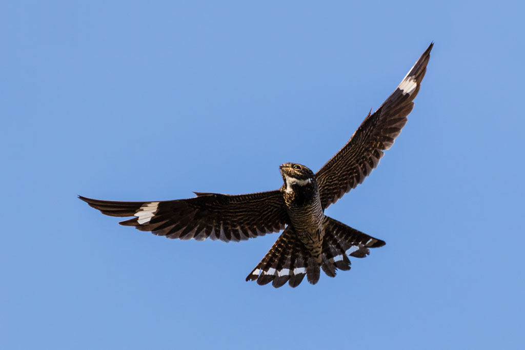 Common Nighthawk (Chordeiles minor)