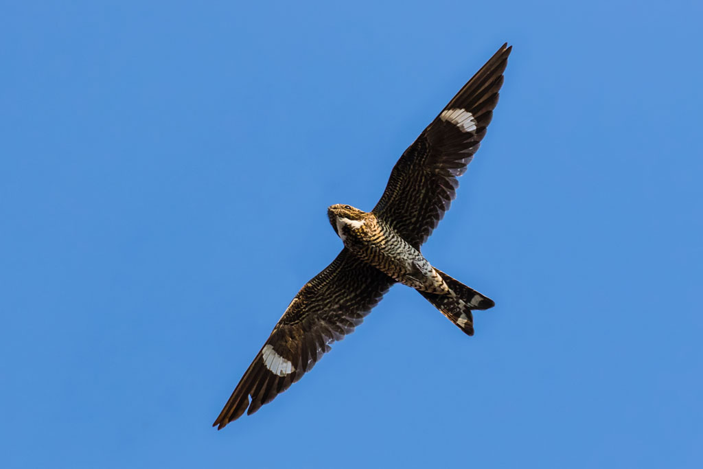 Common Nighthawk (Chordeiles minor)