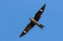 Common Nighthawk (Chordeiles minor)