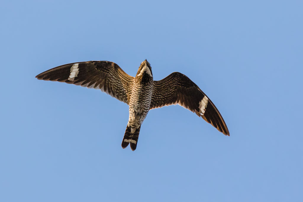 Common Nighthawk (Chordeiles minor)