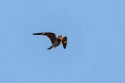 Common Nighthawk (Chordeiles minor)