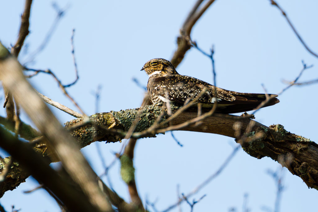 Common Nighthawk (Chordeiles minor)