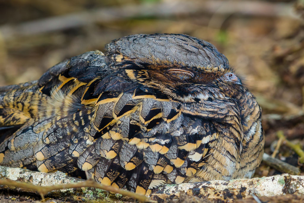 Common Pauraque (Nyctidromus albicollis)