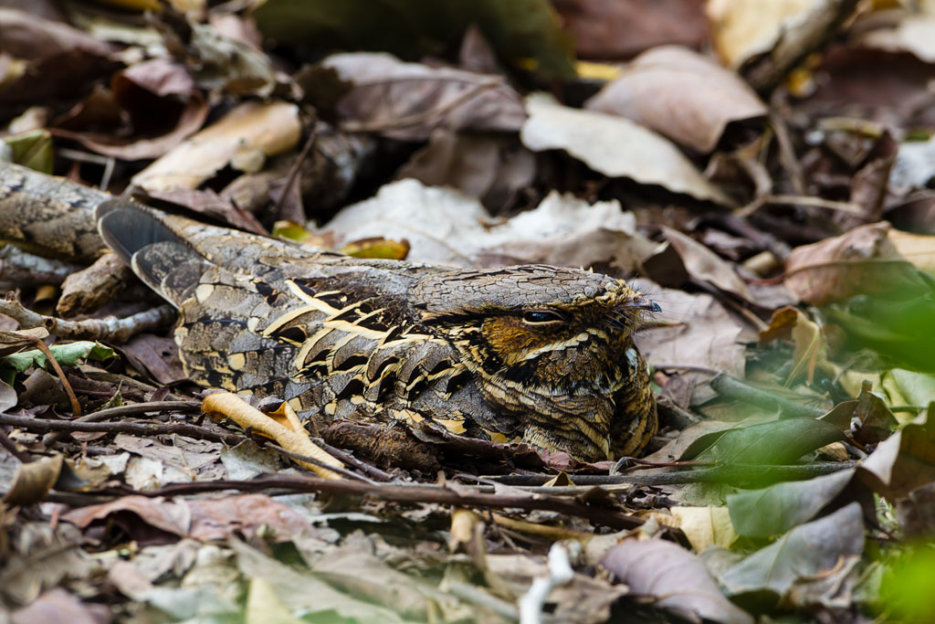 Common Pauraque (Nyctidromus albicollis)