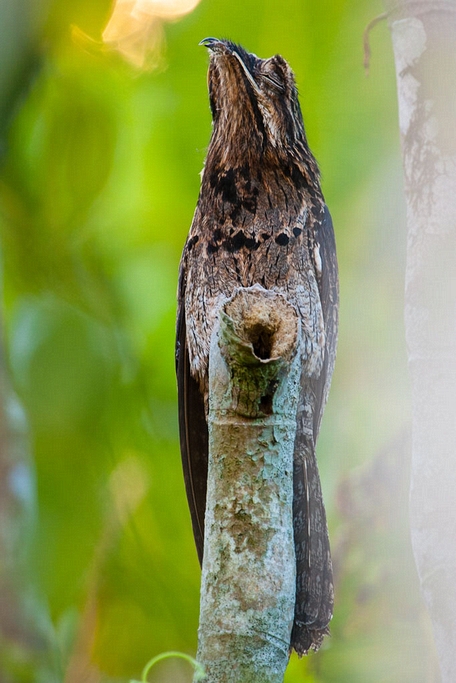 Common Potoo (Nyctibius griseus)