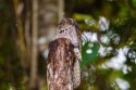 Common Potoo (Nyctibius griseus)