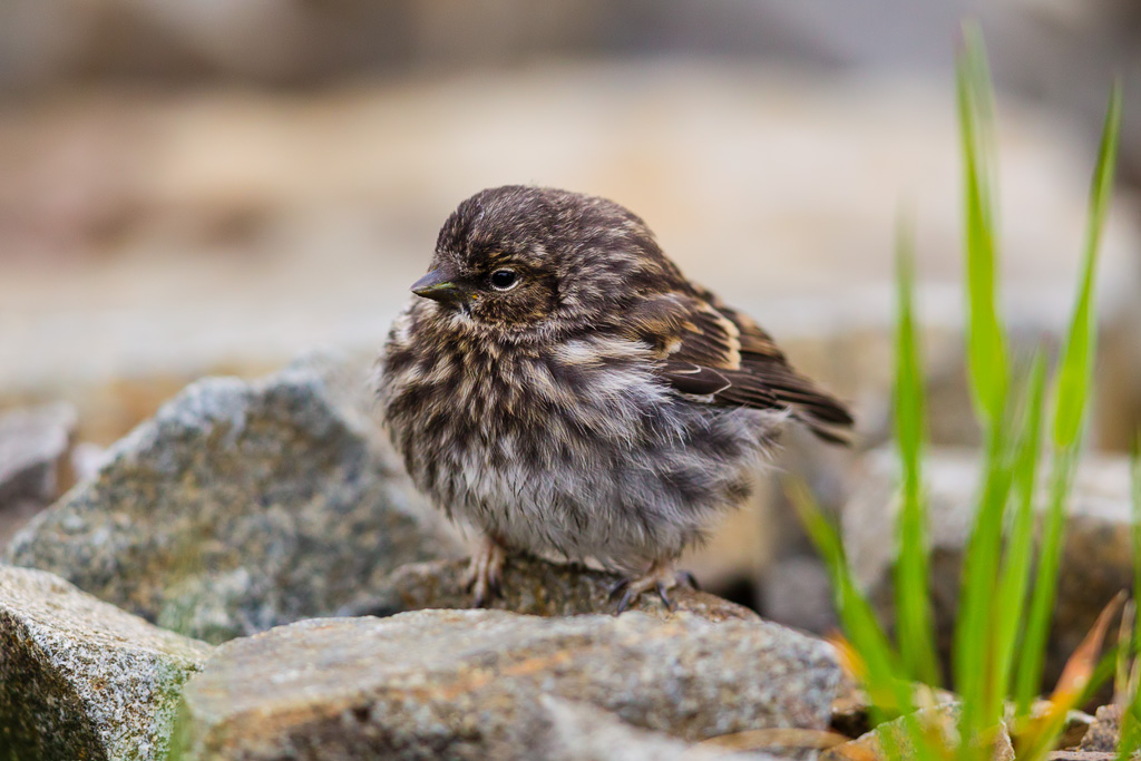 Common Redpoll (Acanthis flammea)