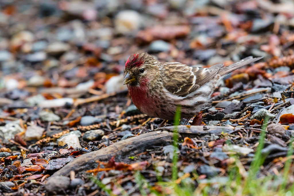 Common Redpoll (Acanthis flammea)