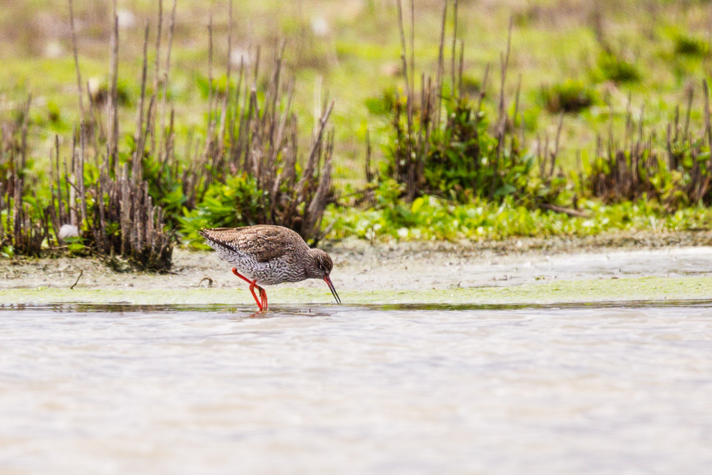 Common Redshank (Tringa totanus)