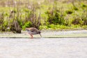 Common Redshank (Tringa totanus)