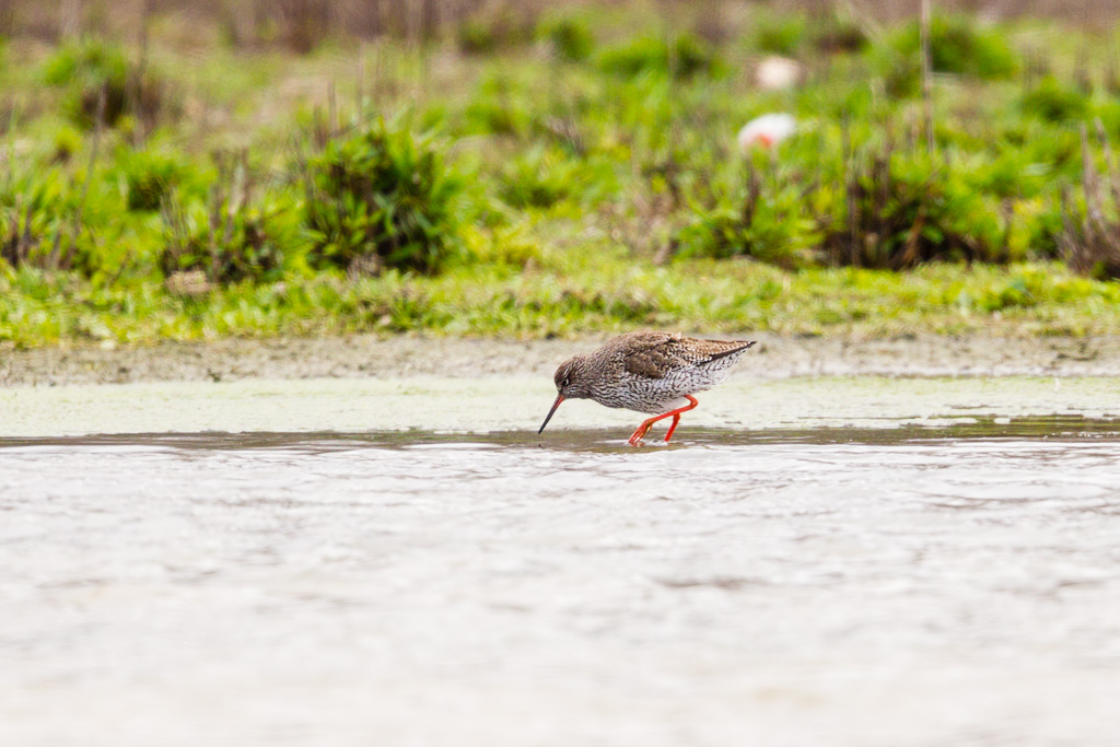 Common Redshank (Tringa totanus)