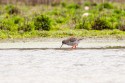 Common Redshank (Tringa totanus)