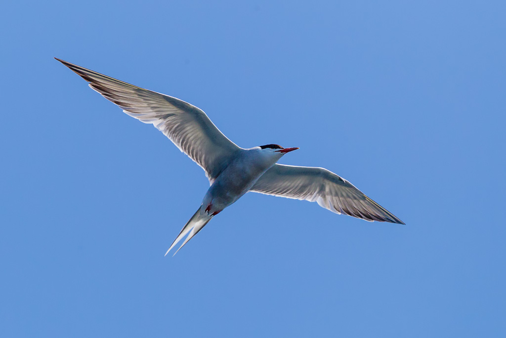 Common Tern (Sterna hirundo)