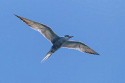 Common Tern (Sterna hirundo)