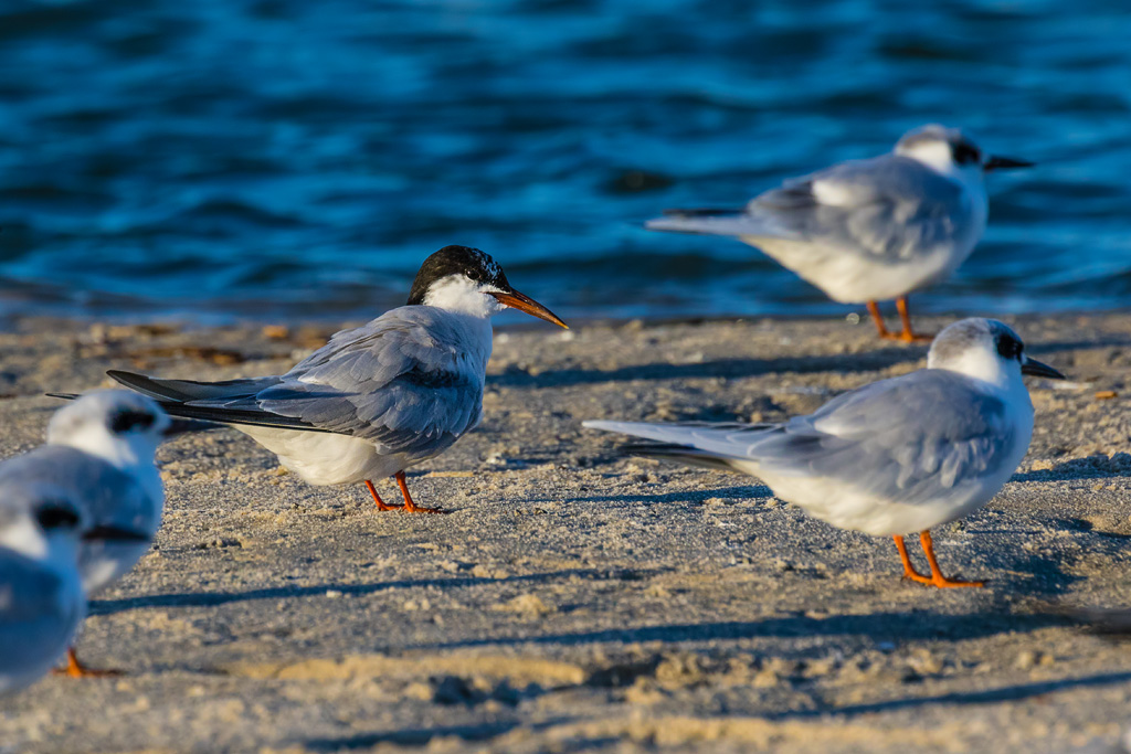 Common Tern (Sterna hirundo)