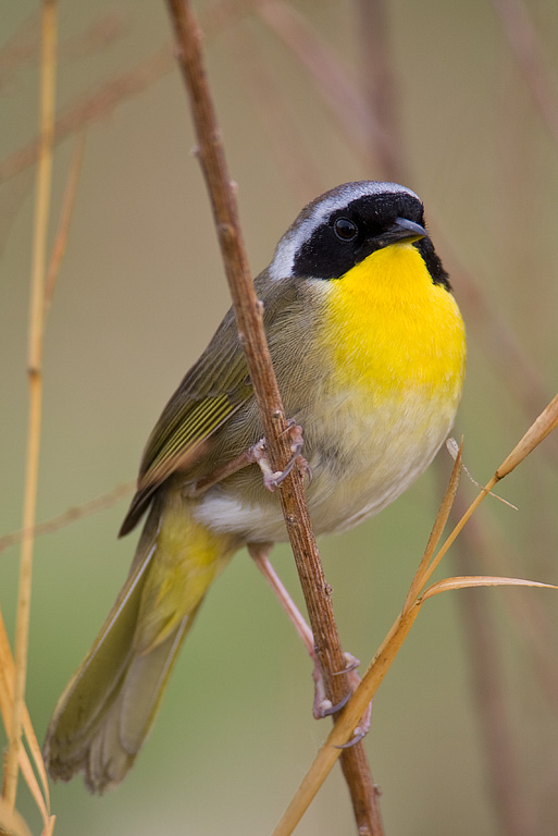 Common Yellowthroat (Geothlypis trichas)