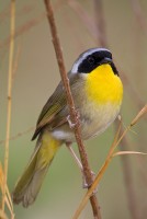 Common Yellowthroat (Geothlypis trichas)