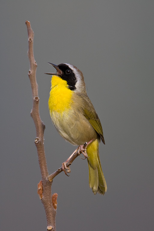 Common Yellowthroat (Geothlypis trichas)