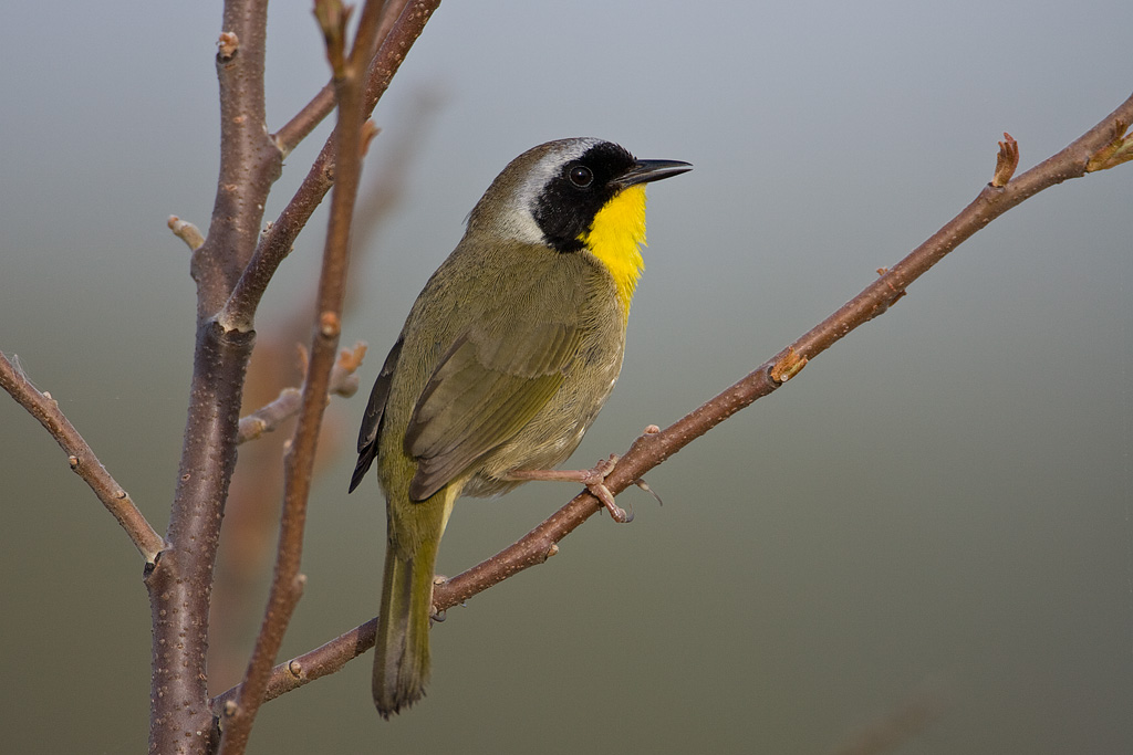 Common Yellowthroat (Geothlypis trichas)