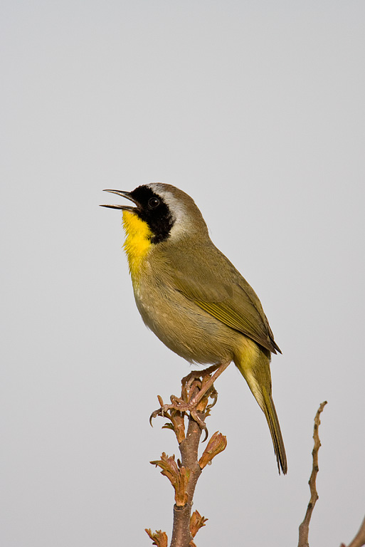 Common Yellowthroat (Geothlypis trichas)