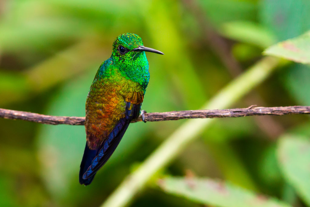 Copper-rumped Hummingbird (Amazilia tobaci)