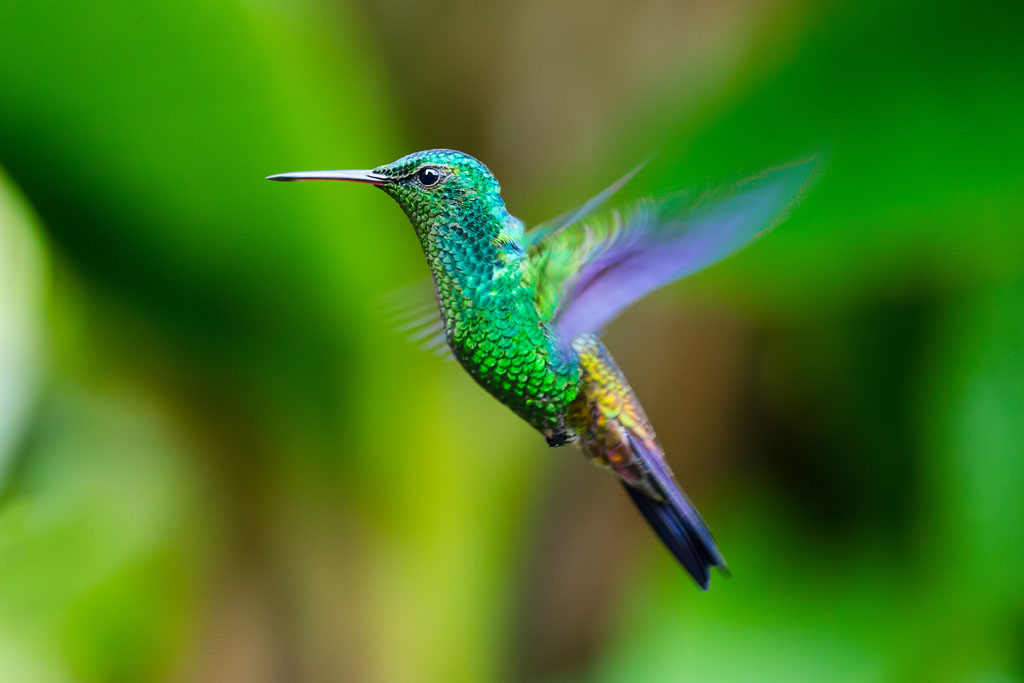 Copper-rumped Hummingbird (Amazilia tobaci)