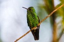 Copper-rumped Hummingbird (Amazilia tobaci)