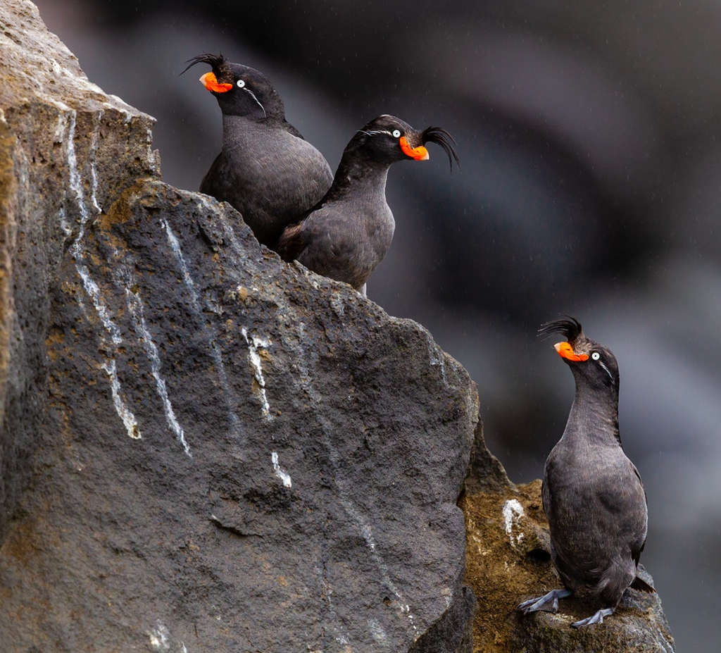 Crested Auklet (Aethia cristatella)