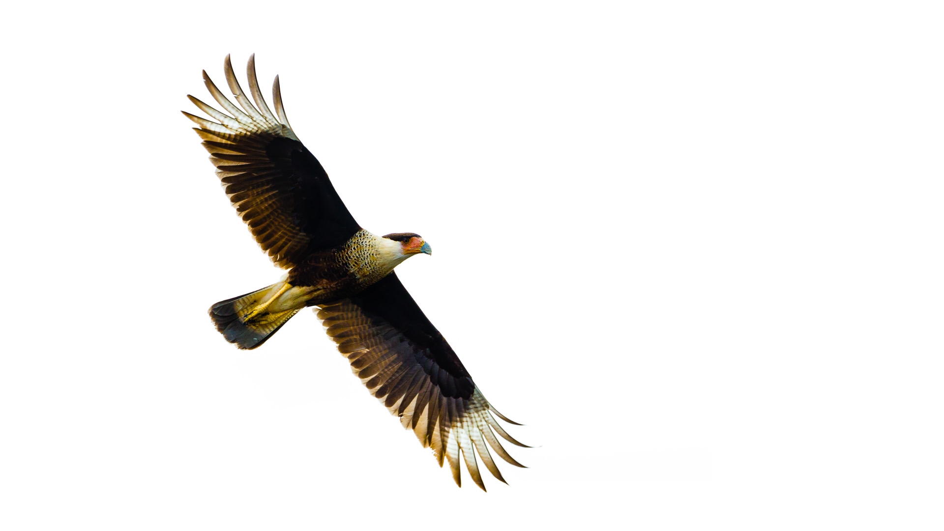 Crested Caracara (Caracara cheriway)