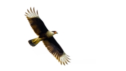 Crested Caracara (Caracara cheriway)