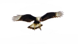 Crested Caracara (Caracara cheriway)