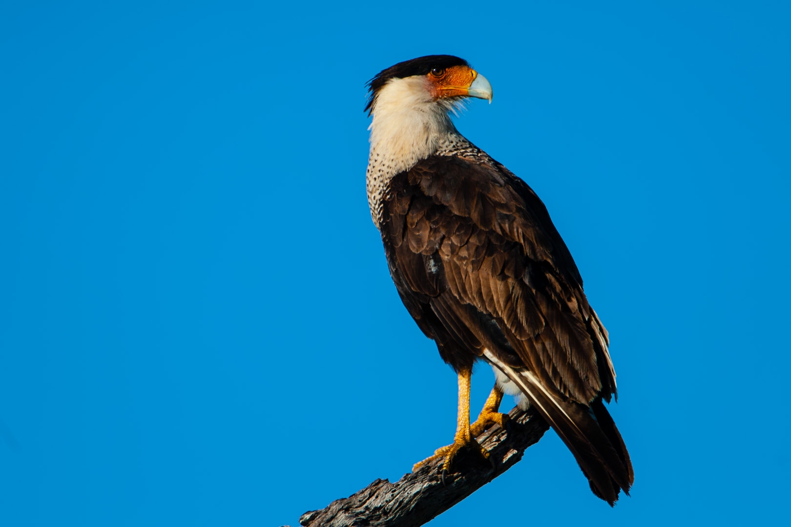 Crested Caracara (Caracara cheriway)