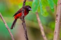 Crimson-backed Tanager (f) (Ramphocelus dimidiatus)