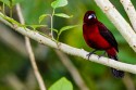 Crimson-backed Tanager (Ramphocelus dimidiatus)