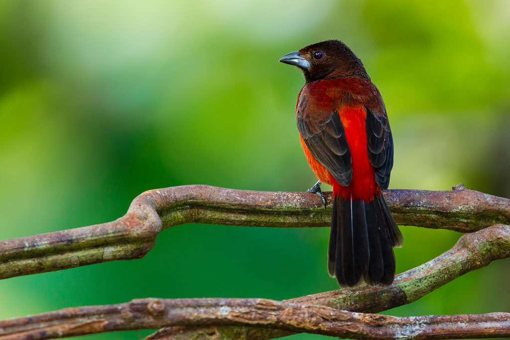 Crimson-backed Tanager (Ramphocelus dimidiatus)