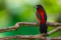 Crimson-backed Tanager (Ramphocelus dimidiatus)