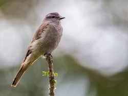 Crowned Slaty Flycatcher (Griseotyrannus aurantioatrocristatus)