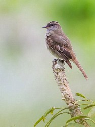 Crowned Slaty Flycatcher (Griseotyrannus aurantioatrocristatus)