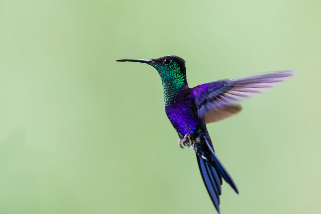 Crowned Woodnymph (Thalurania colombica)