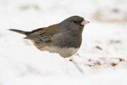 Dark-eyed Junco (Junco hyemalis)