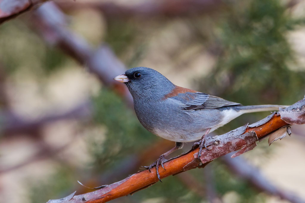 Dark-eyed Junco (Junco hyemalis caniceps)