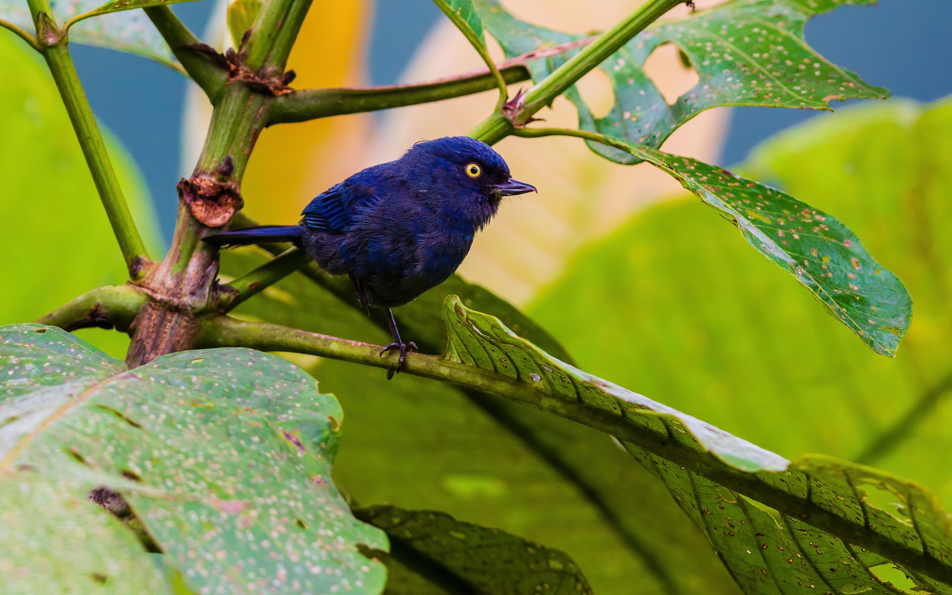 Deep-blue Flowerpiercer (Diglossa glauca tyrianthina)