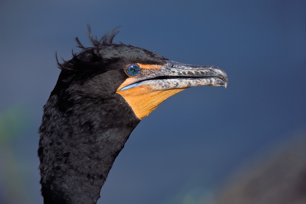 Double-crested Cormorant (Phalacrocorax auritus)